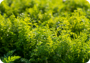 Herbs Farming