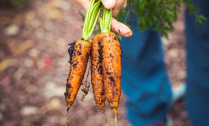 A image of a carrot