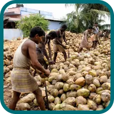A man is separating the coconut husk from the coconut