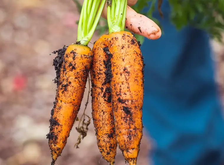 carrot farming with coco peat