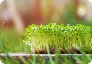 micro green plants