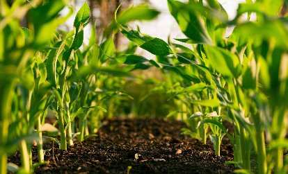 A image of a garden with plants