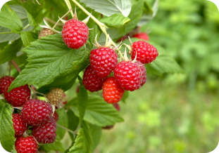 raspberry farming