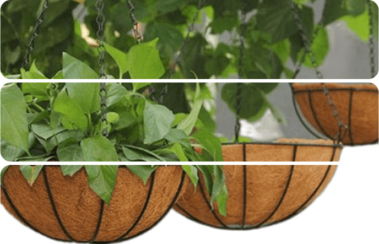 hanging baskets by coir media