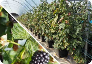 Blackberry Farming