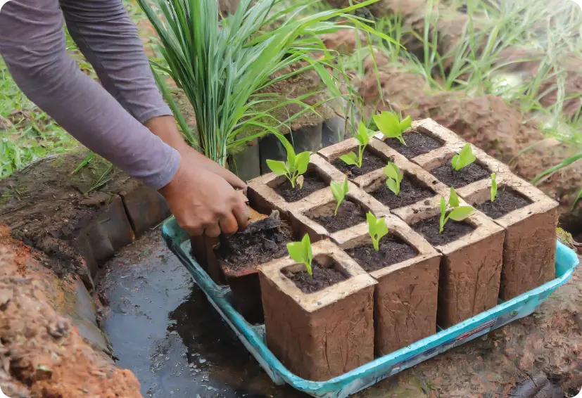 Plant gardening