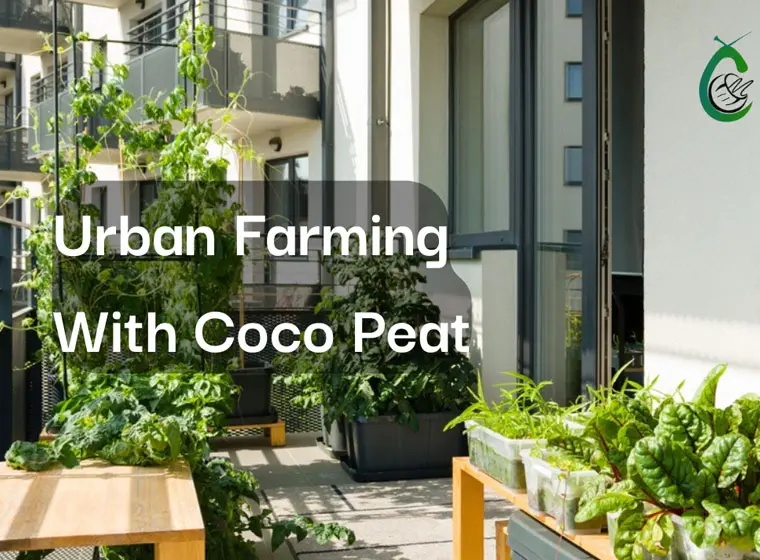 plant farming with coco peat