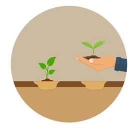 A vector image of setting plant on coco peat