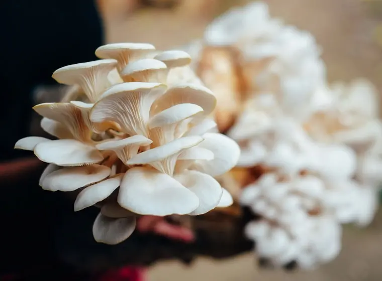 mushroom farming by coir media