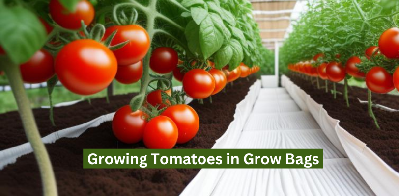 Growing Tomatoes in Grow Bags