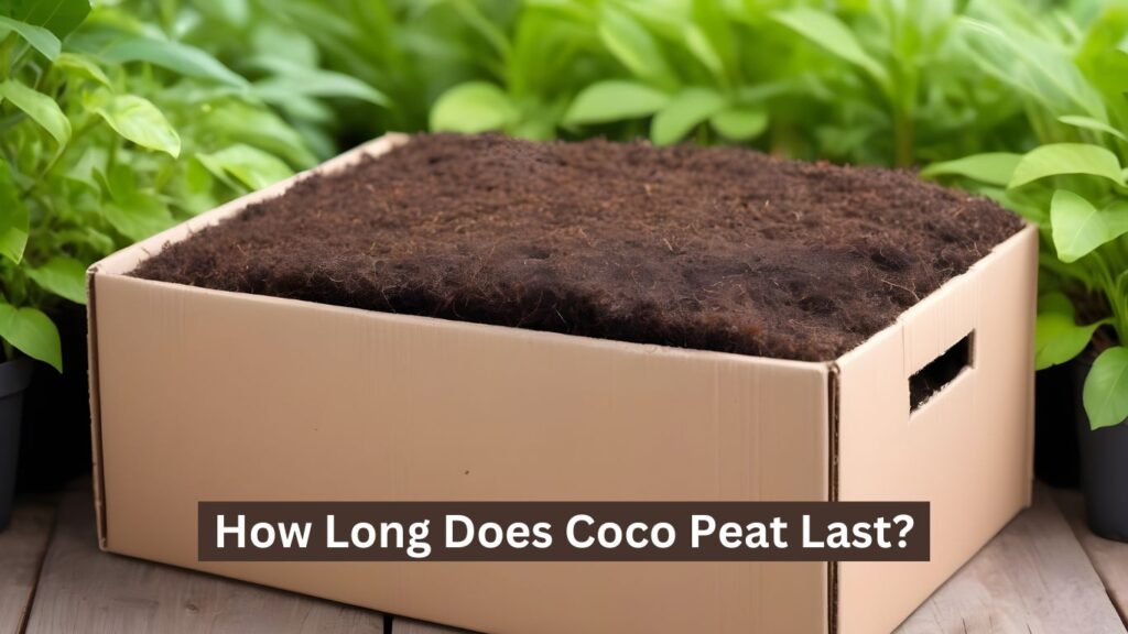 How Long Does Coco Peat Last