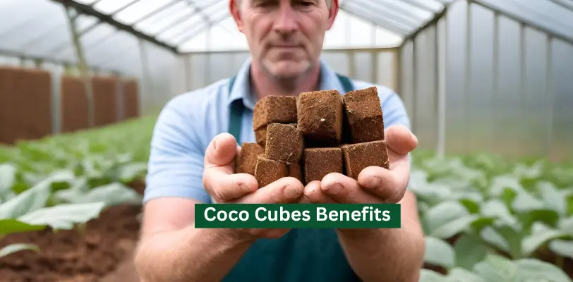 Coco Cubes Benefits