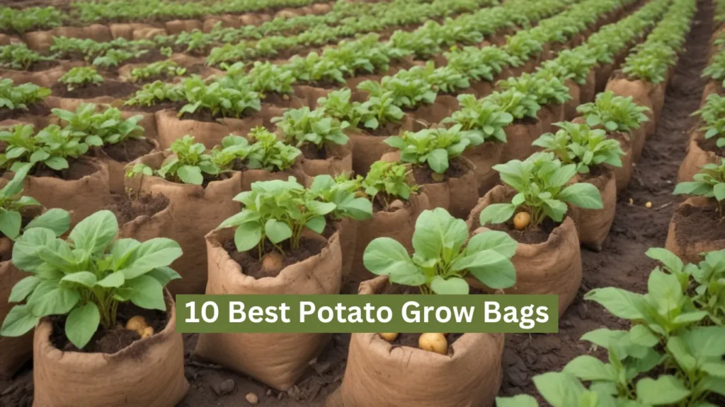 10 Best Potato Grow Bags