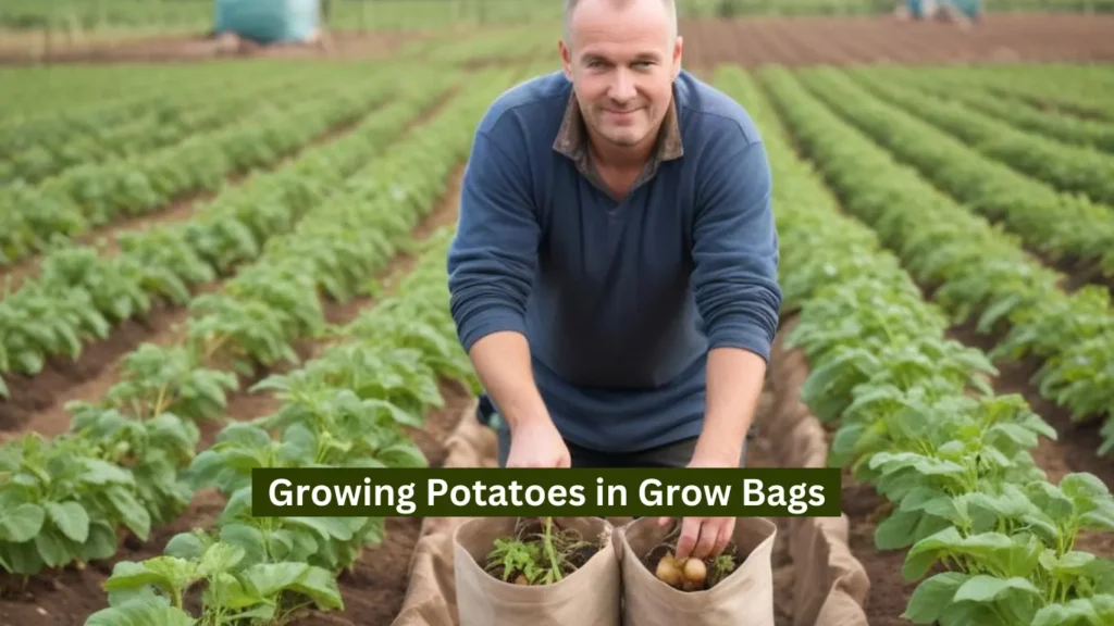 Growing Potatoes in Grow Bags
