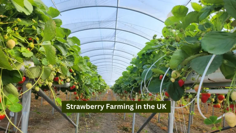 Strawberry Farming in the UK