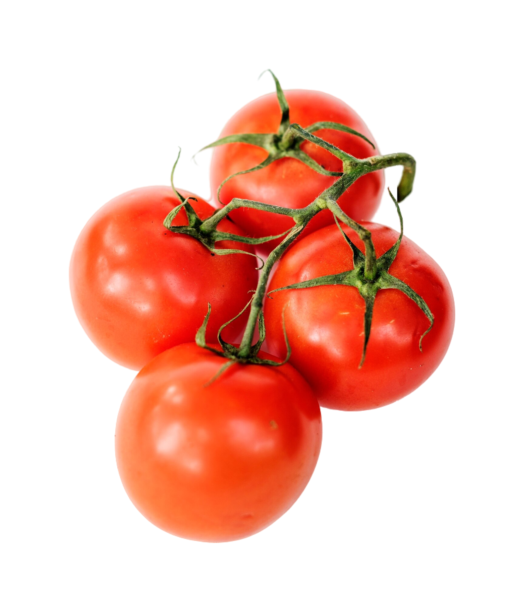 best tomato grow bag for commercial tomato farming