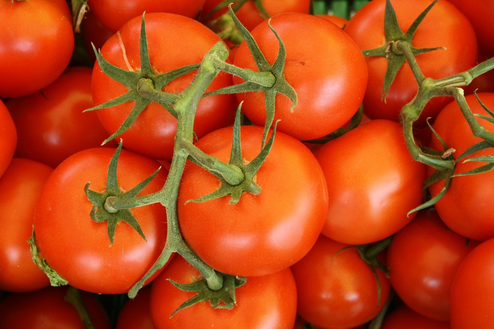 Get Maximum Yield with the Best Tomato Grow Bag