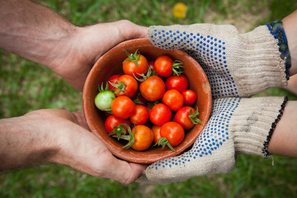 Get Maximum Yield with the Best Tomato Grow Bag