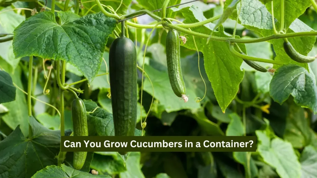 Can You Grow Cucumbers in a Container