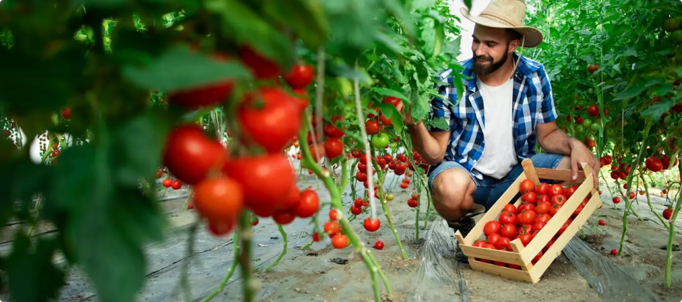 tomato farming