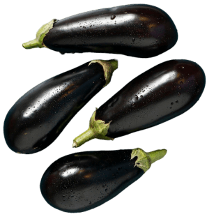 Aubergine Farming