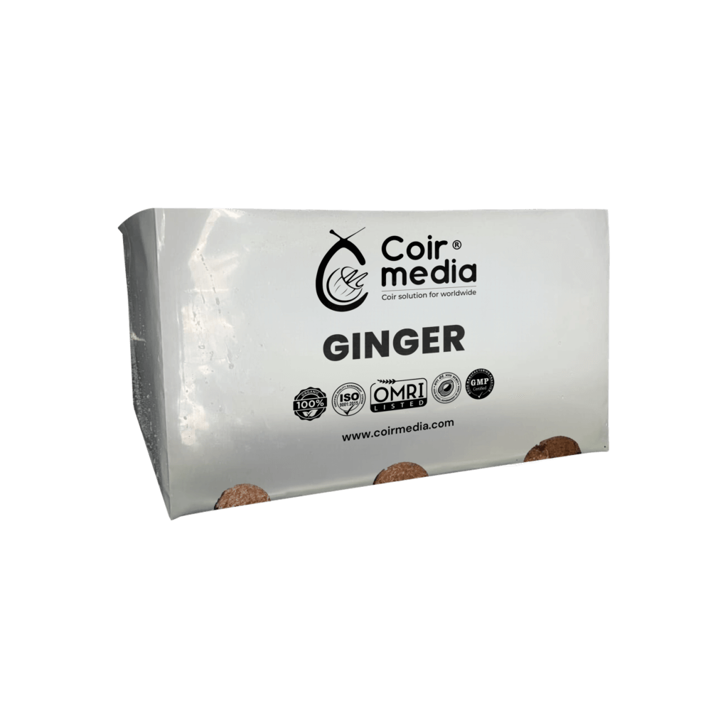 Best Container for Ginger