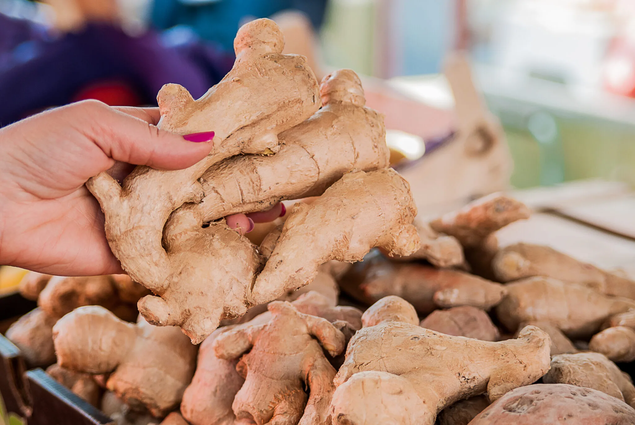 Ginger Farming