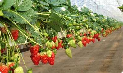 strawberry farming