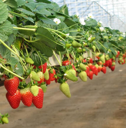 Strawberry Grow Bag