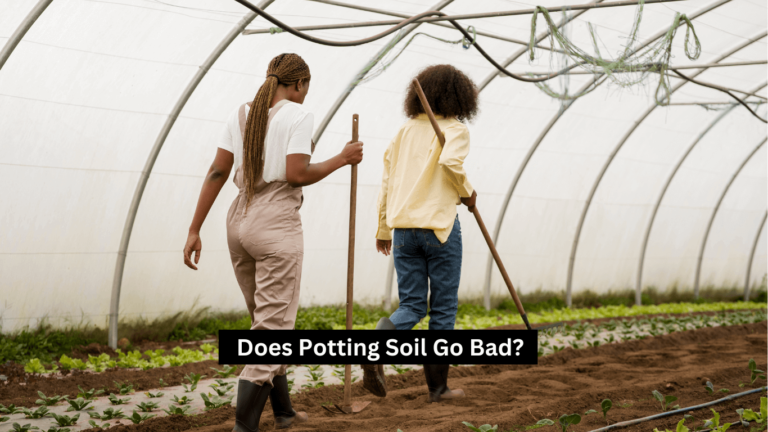 Does Potting Soil Go Bad