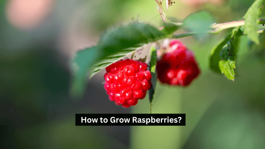 How to Grow Raspberries