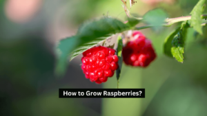 How to Grow Raspberries