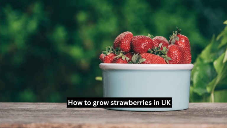 How to grow strawberries UK