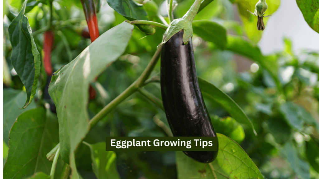 Eggplant Growing Tips