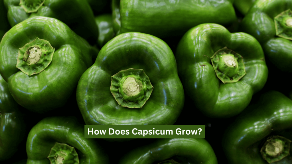 How Does Capsicum Grow