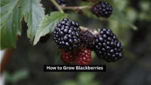 How to Grow Blackberries