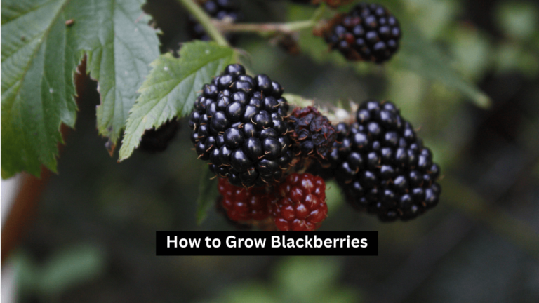 How to Grow Blackberries