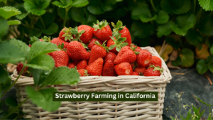 Strawberry Farming in California