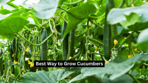 Best Way to Grow Cucumbers