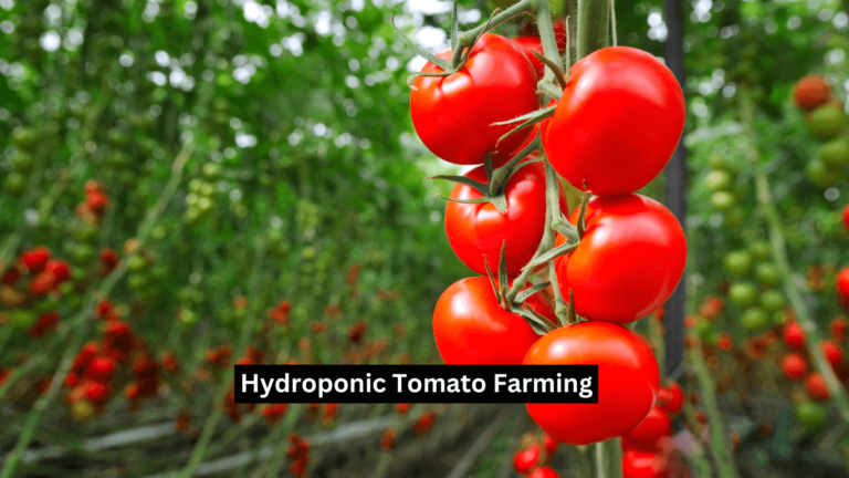 Hydroponic Tomato Farming