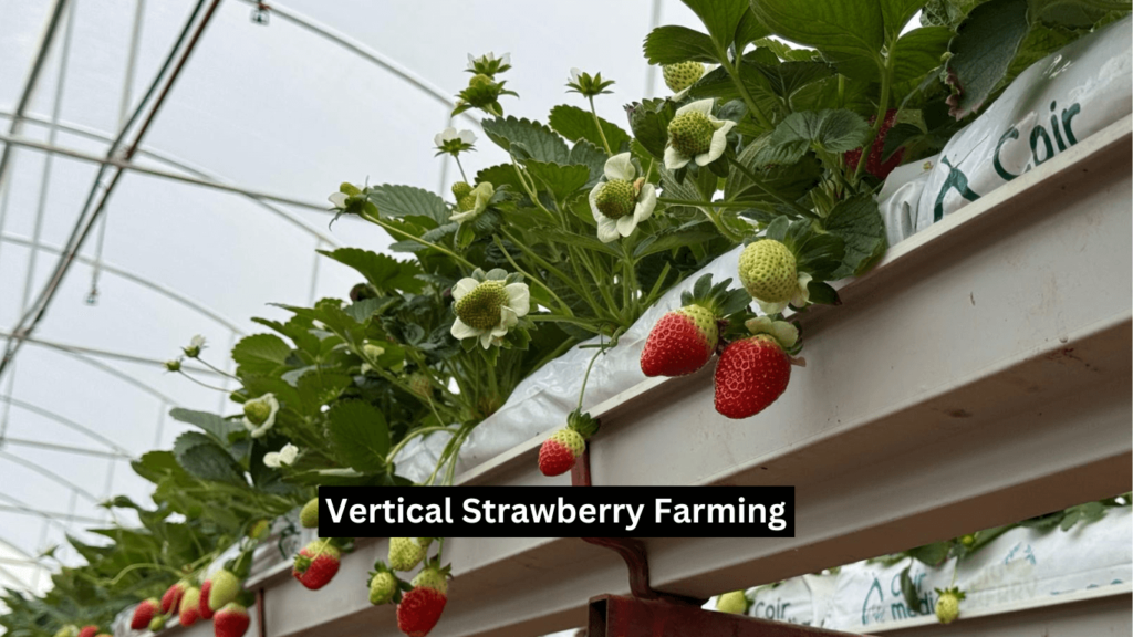 Vertical Strawberry Farming