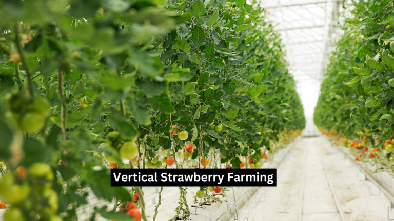 Vertical Strawberry Farming