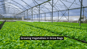 Growing Vegetables in Grow Bags