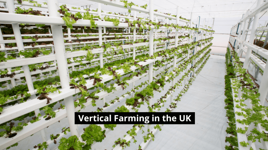 Vertical Farming in the UK