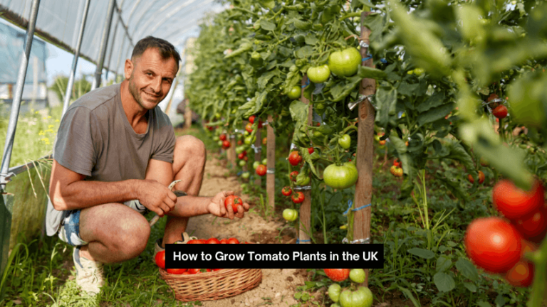 How to Grow Tomato Plants in the UK