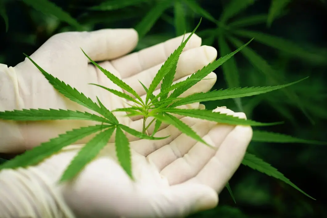 Cannabis Farming