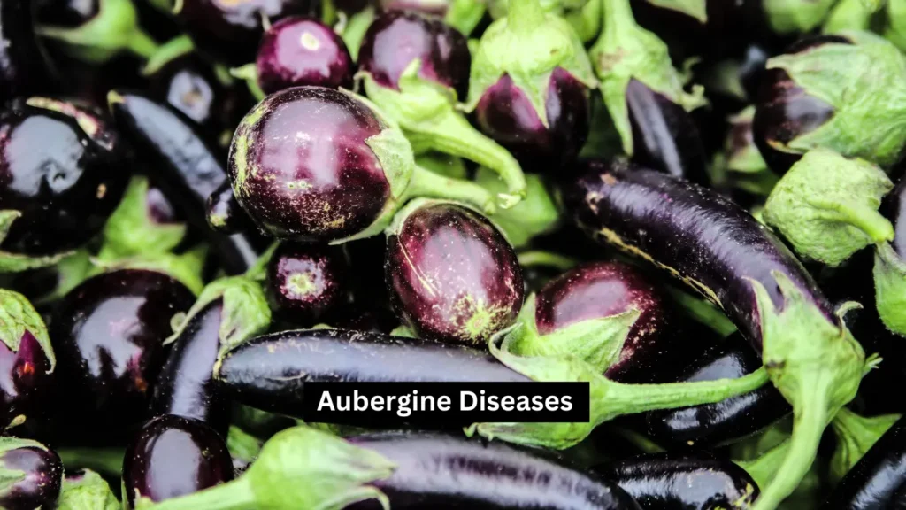 Aubergine Diseases