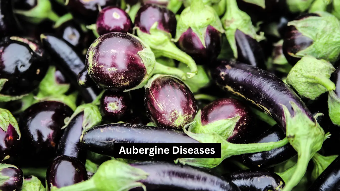 Aubergine Diseases