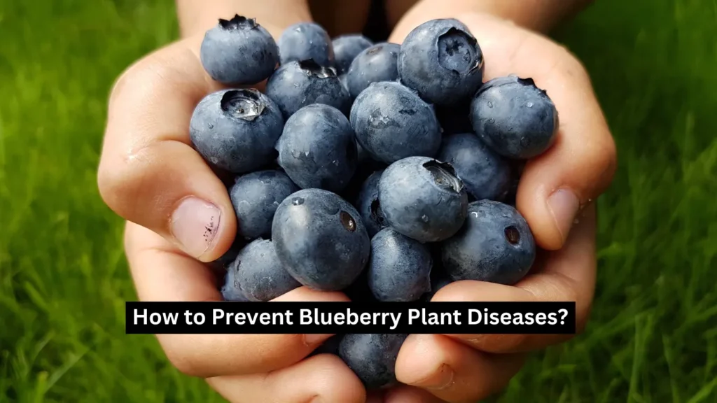 Blueberry Plant Diseases