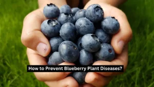 Blueberry Plant Diseases